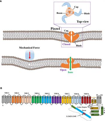 Mechanosensitive Piezo1 protein as a novel regulator in macrophages and macrophage-mediated inflammatory diseases